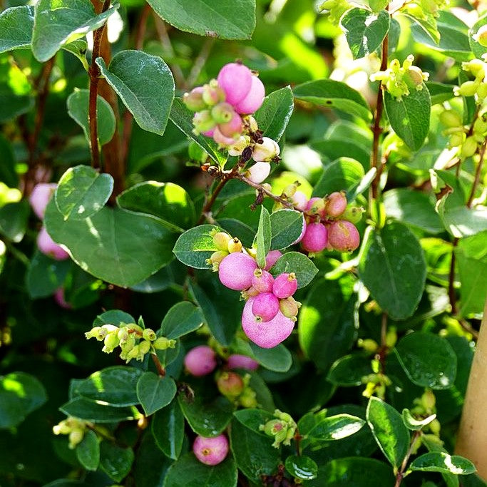 Amethystbeere 'Amethyst' (Symphoricarpos x doorenbosii)