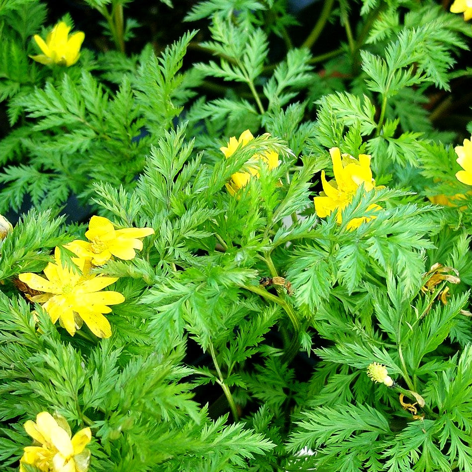 Amur-Adonisröschen (Adonis amurensis)