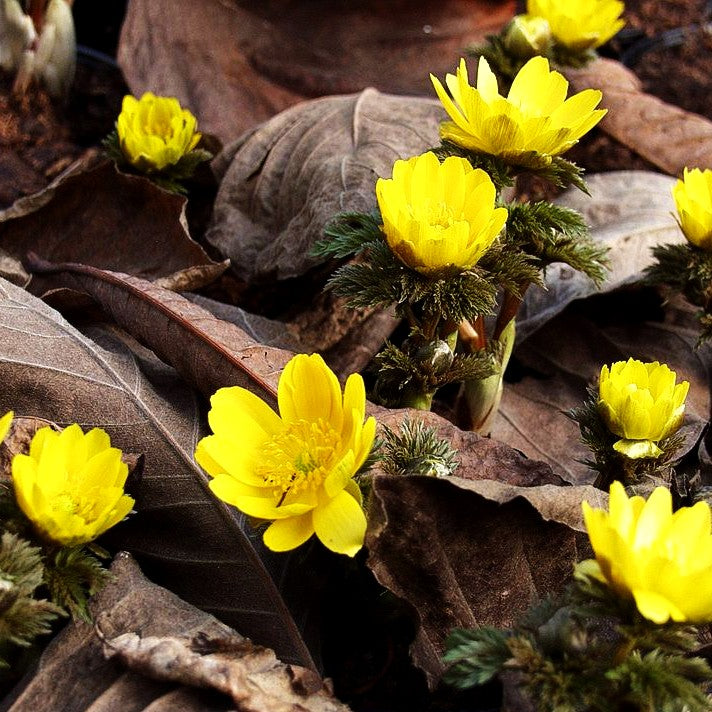 Amur-Adonisröschen (Adonis amurensis)