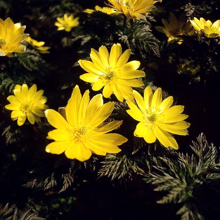 Amur-Adonisröschen (Adonis amurensis)