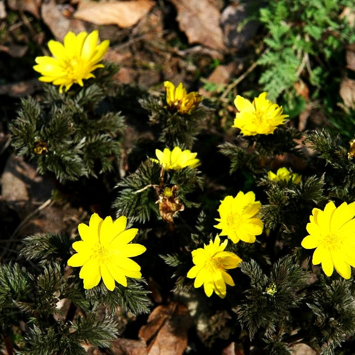 Amur-Adonisröschen (Adonis amurensis)