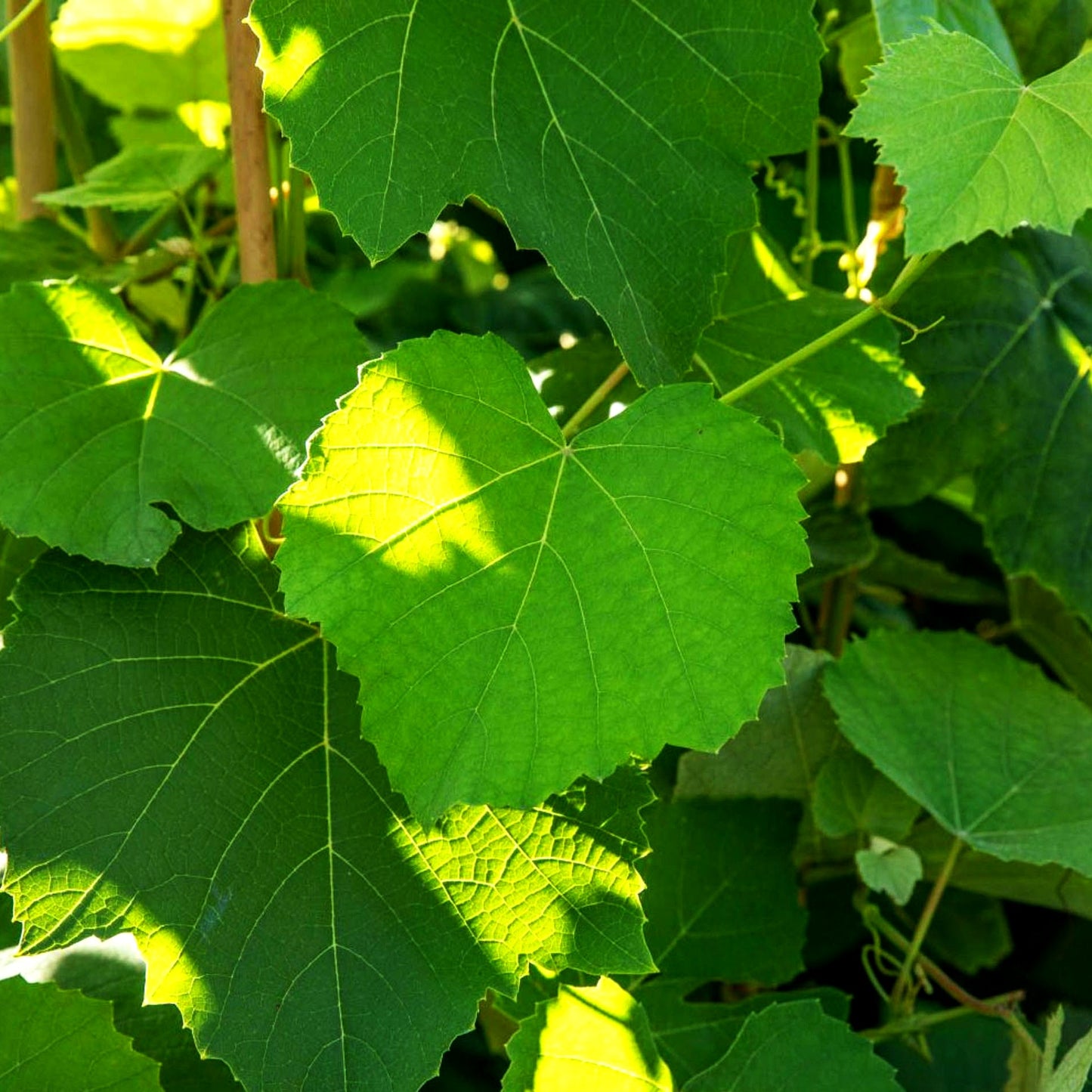 Amur-Rebe (Vitis amurensis)