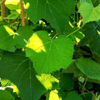 Amur-Rebe (Vitis amurensis)