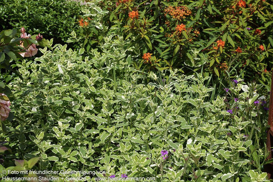 Ananas-Minze 'Variegata' (Mentha suaveolens)