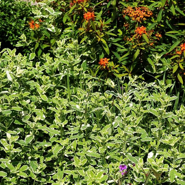 Ananas-Minze 'Variegata' (Mentha suaveolens)