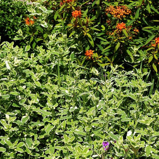 Ananas-Minze 'Variegata' (Mentha suaveolens)