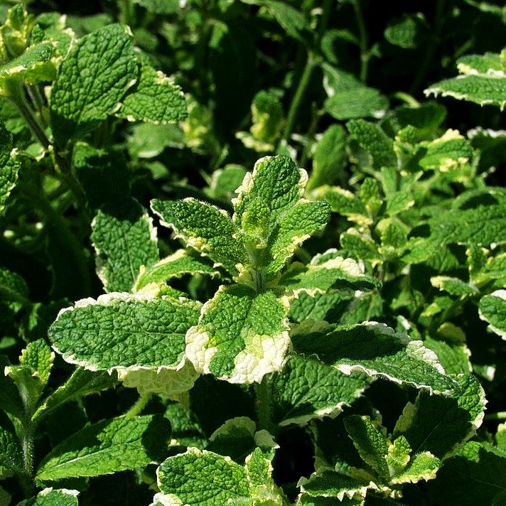 Ananas-Minze 'Variegata' (Mentha suaveolens)