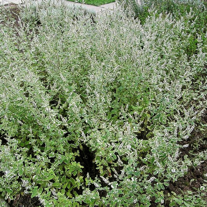Ananas-Minze 'Variegata' (Mentha suaveolens)