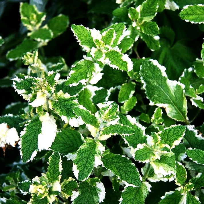 Ananas-Minze 'Variegata' (Mentha suaveolens)