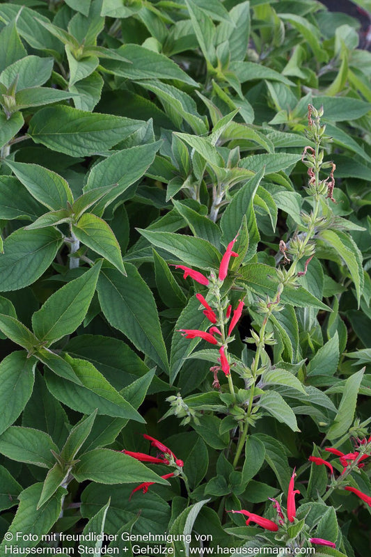 Ananas-Salbei 'Scarlet Pineapple' (Salvia elegans)