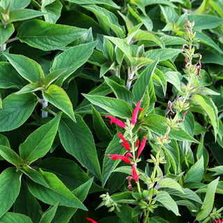 Ananas-Salbei 'Scarlet Pineapple' (Salvia elegans)