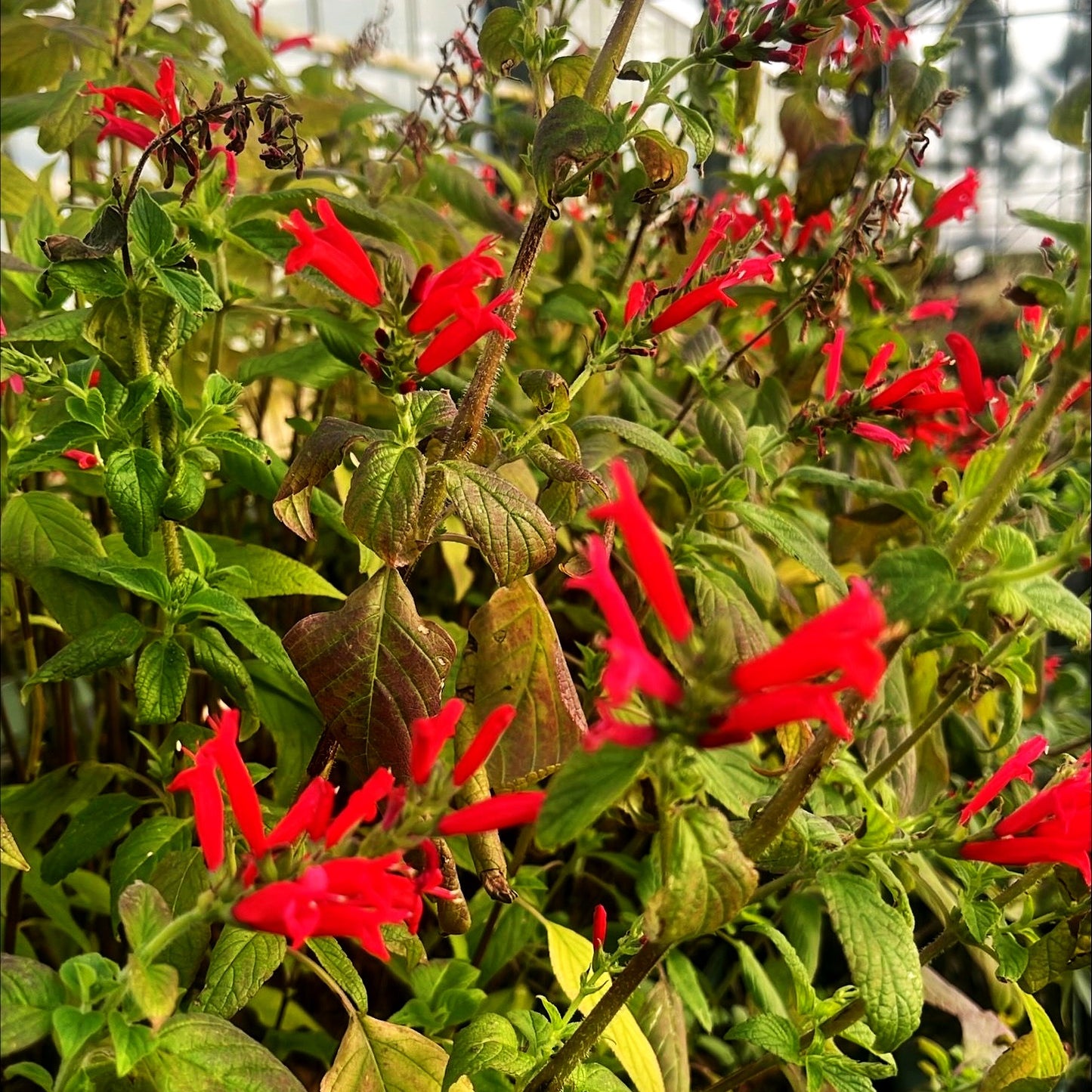 Ananas-Salbei 'Scarlet Pineapple' (Salvia elegans)