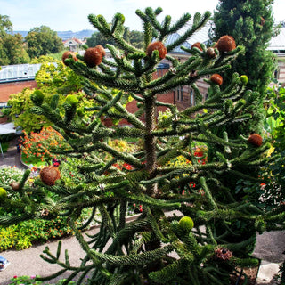 Anden-Tanne (Araucaria araucana)