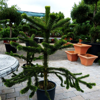 Anden-Tanne (Araucaria araucana)