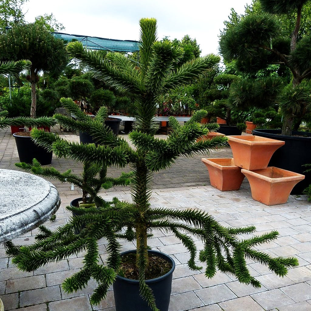 Anden-Tanne (Araucaria araucana)