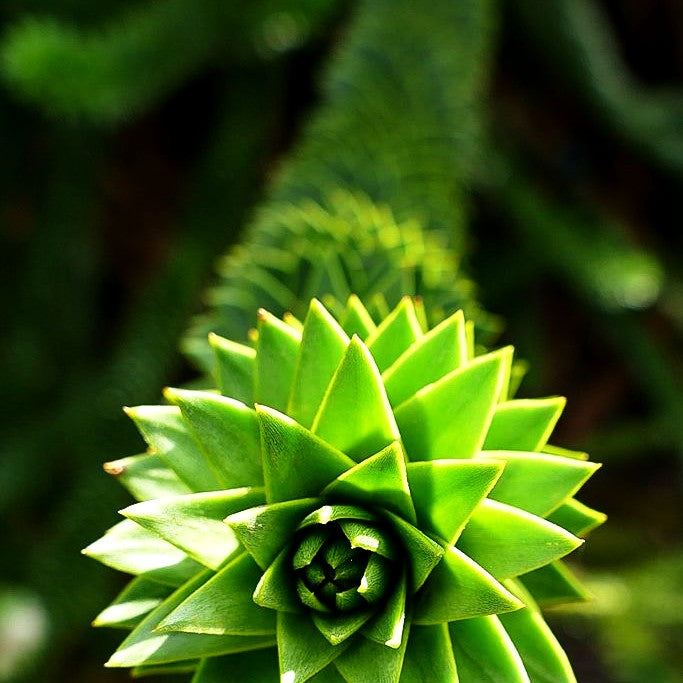 Anden-Tanne (Araucaria araucana)