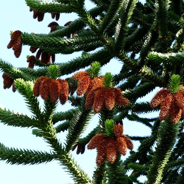 Anden-Tanne (Araucaria araucana)