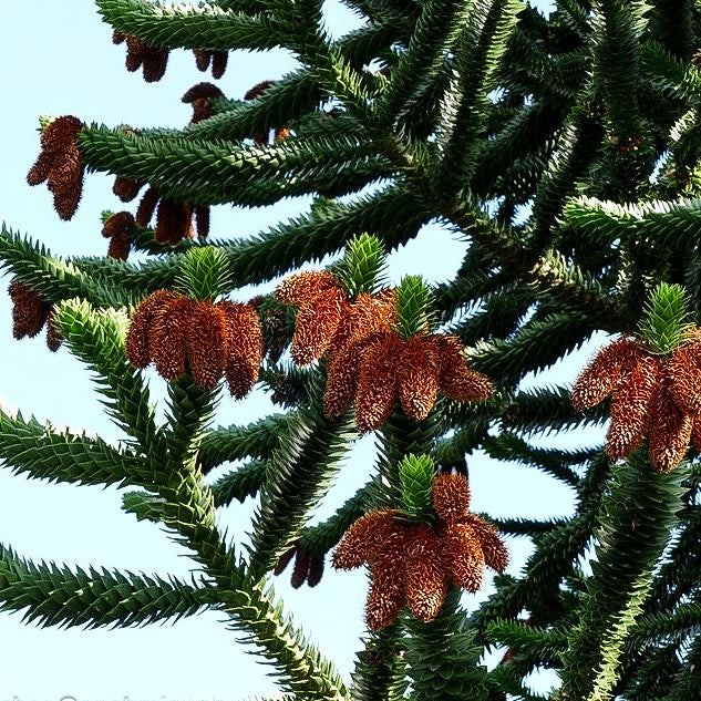 Anden-Tanne (Araucaria araucana)