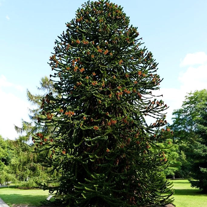 Anden-Tanne (Araucaria araucana)