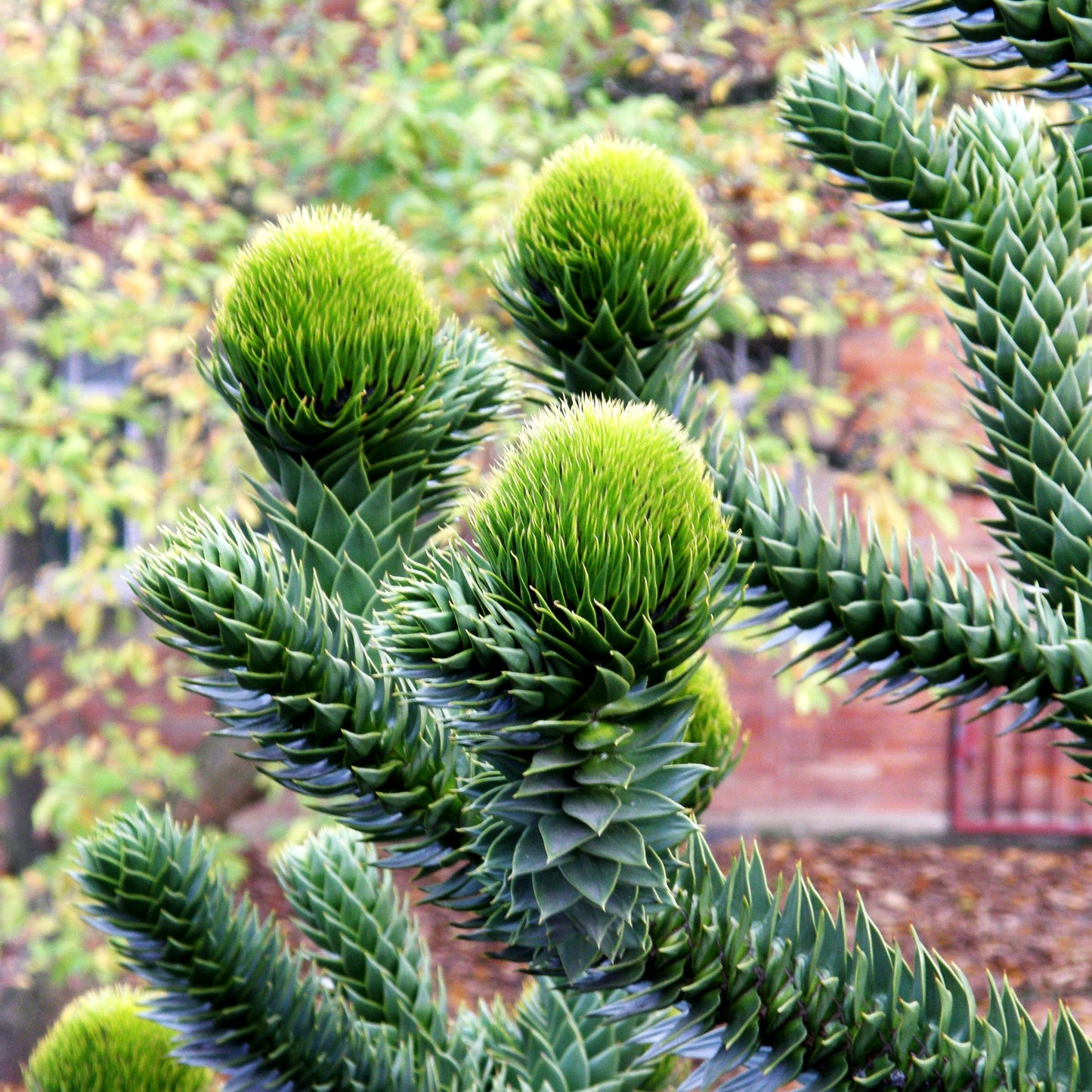 Anden-Tanne (Araucaria araucana)