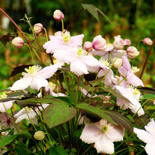 Anemonen-Waldrebe 'Rubens' (Clematis montana)