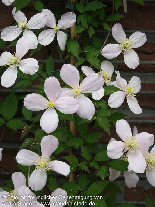 Anemonen-Waldrebe 'Rubens' (Clematis montana)