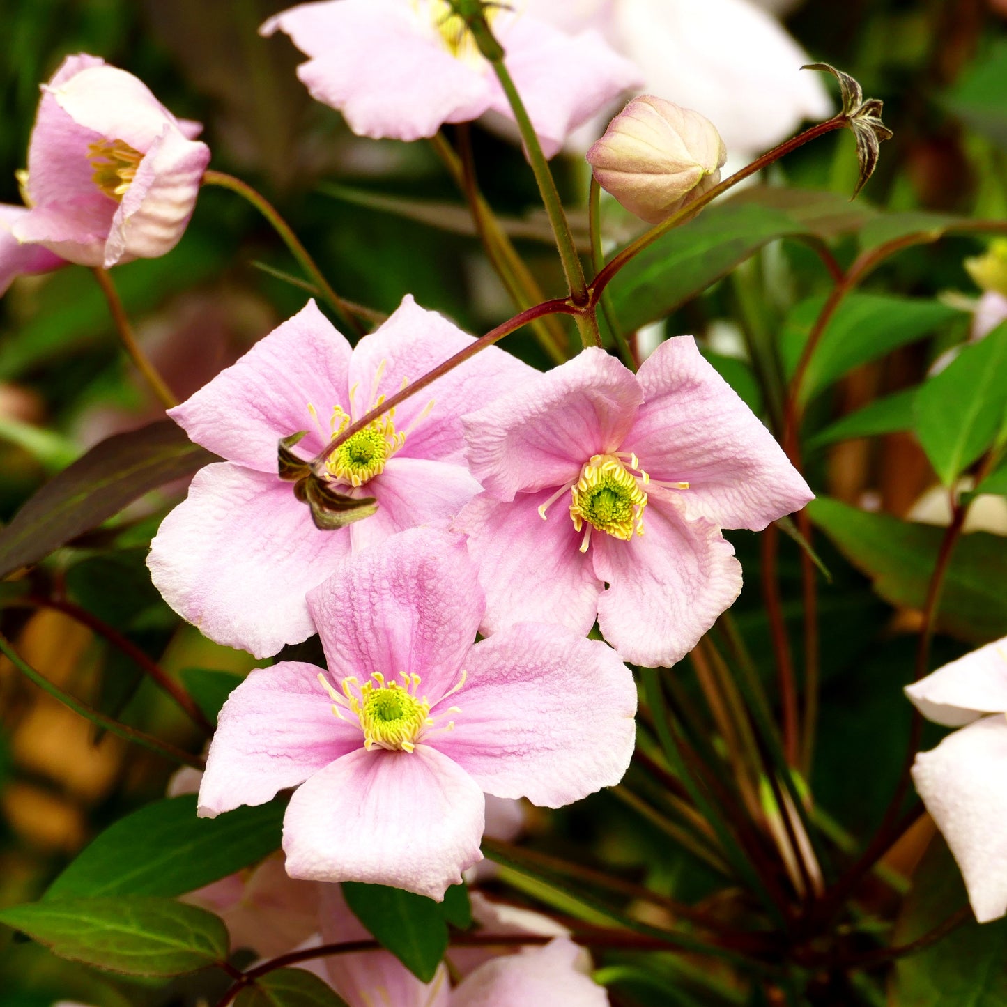 Anemonen-Waldrebe 'Rubens' (Clematis montana)