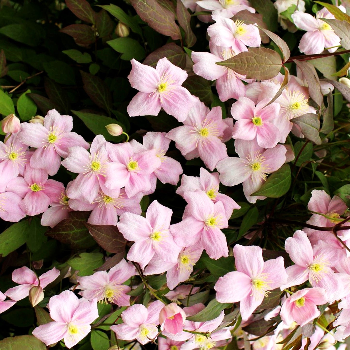 Anemonen-Waldrebe 'Rubens' (Clematis montana)