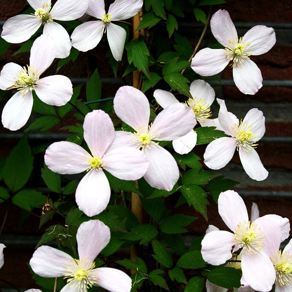 Anemonen-Waldrebe 'Rubens' (Clematis montana)