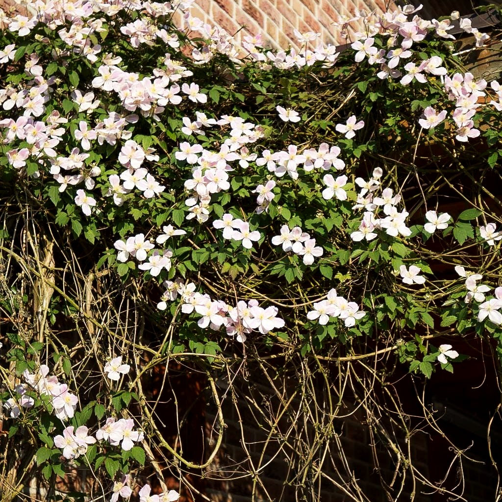 Anemonen-Waldrebe 'Rubens' (Clematis montana)