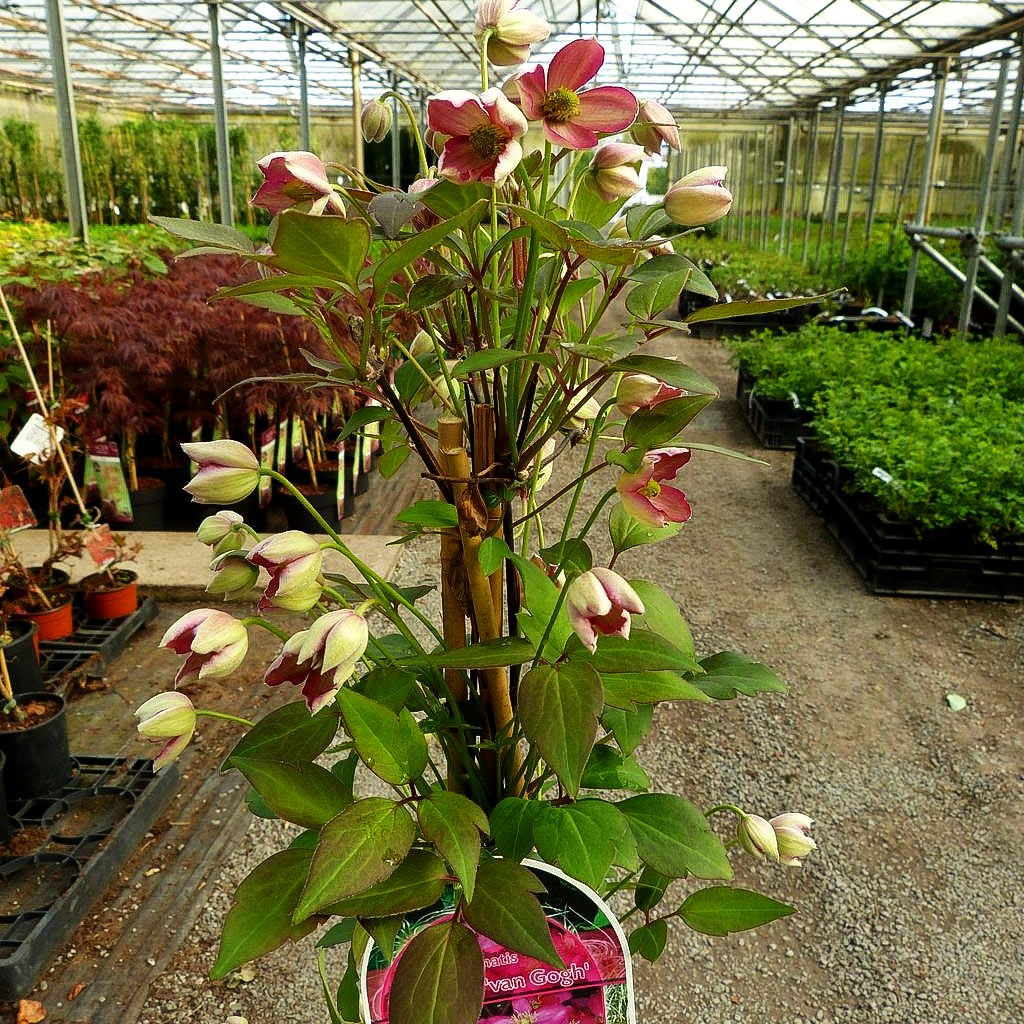 Anemonen-Waldrebe 'Van Gogh' (Clematis montana)