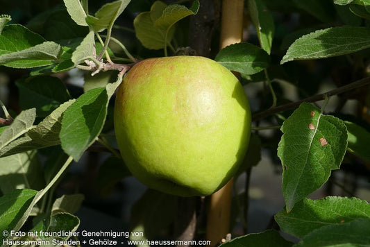 Apfel 'Braeburn Typ Schneider' (Malus)