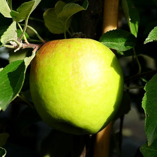Apfel 'Braeburn Typ Schneider' (Malus)