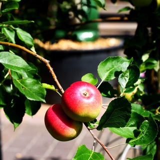 Apfel 'Discovery' (Malus)