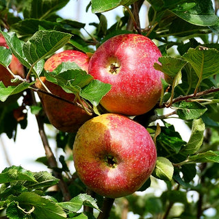 Apfel 'Florina' (Malus)