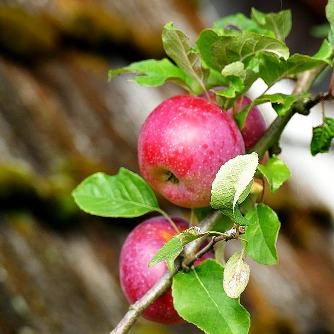 Apfel 'Florina' (Malus)