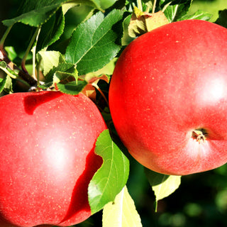 Apfel 'Galiwa' (Malus)