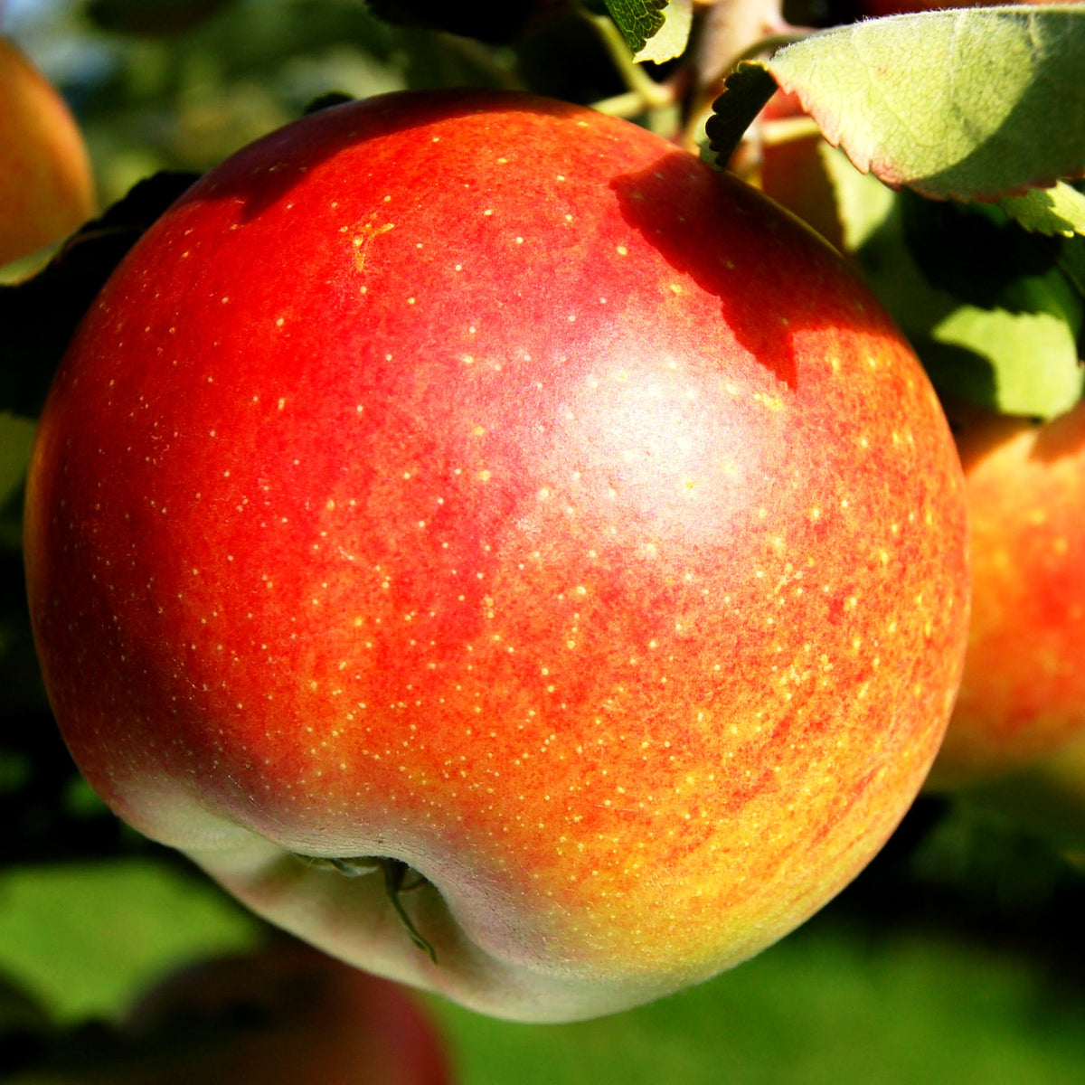 Apfel 'Galiwa' (Malus)