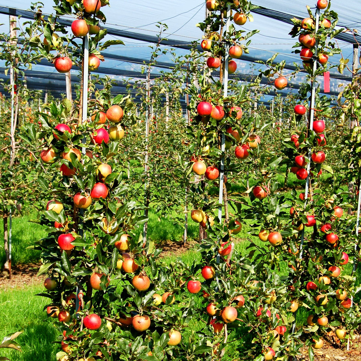 Apfel 'Galiwa' (Malus)