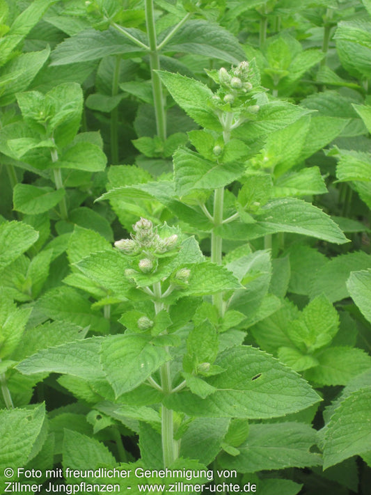 Apfel-Minze 'Apple Mint' (Mentha suaveolens)