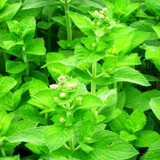 Apfel-Minze 'Apple Mint' (Mentha suaveolens)