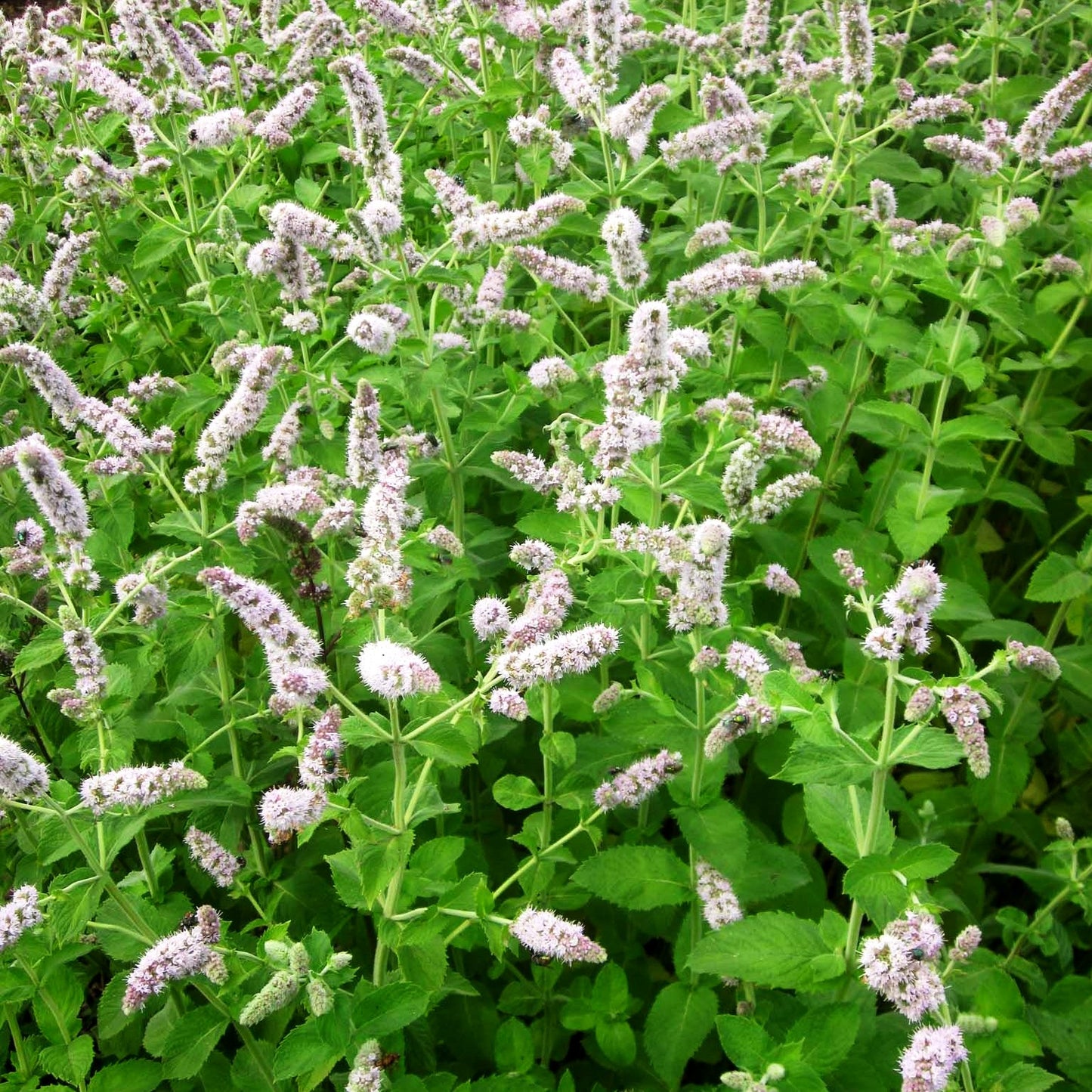 Apfel-Minze 'Apple Mint' (Mentha suaveolens)