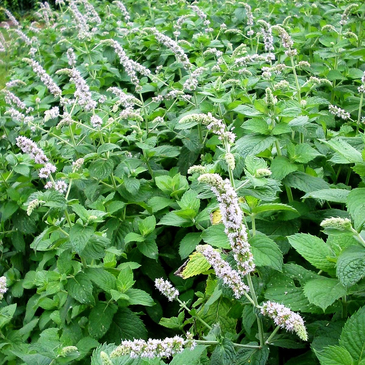 Apfel-Minze 'Apple Mint' (Mentha suaveolens)