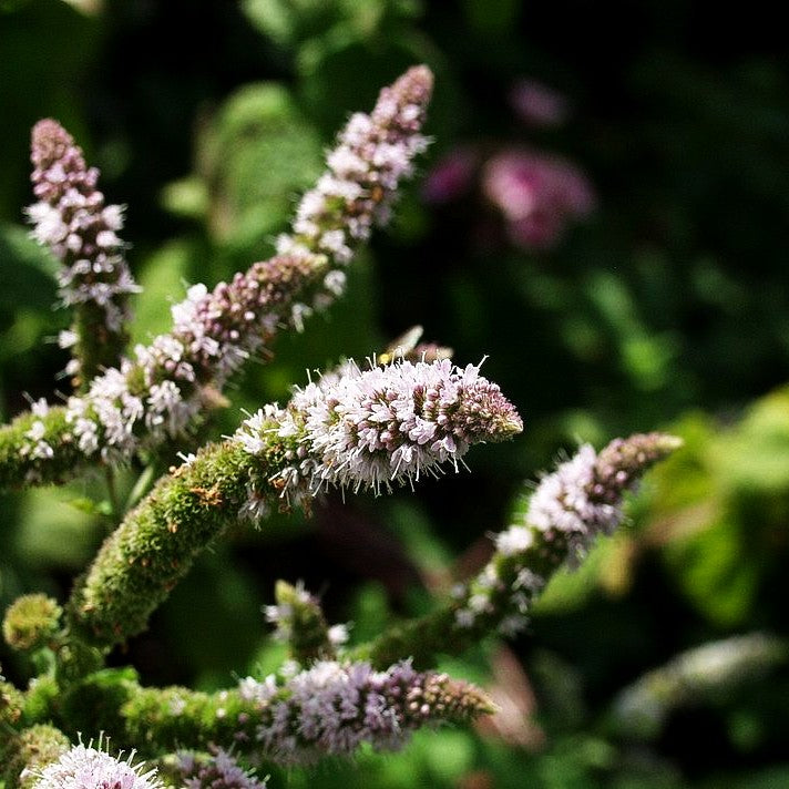 Apfel-Minze 'Apple Mint' (Mentha suaveolens)