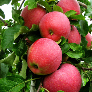 Apfel 'Reanda' (Malus)