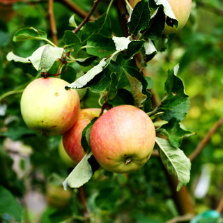 Apfel 'Resi' (Malus)