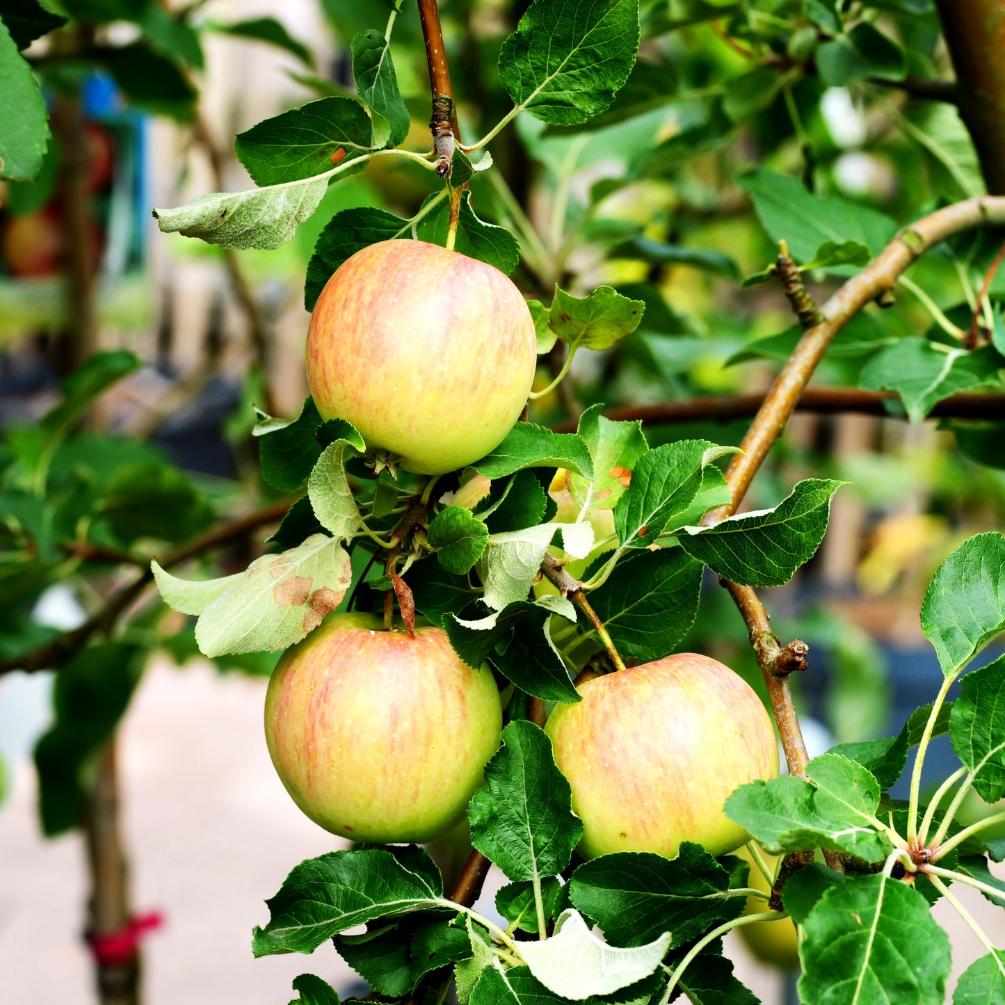 Apfel 'Resi' (Malus)