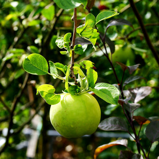 Apfel 'Seestermüher Zitronenapfel' (Malus)