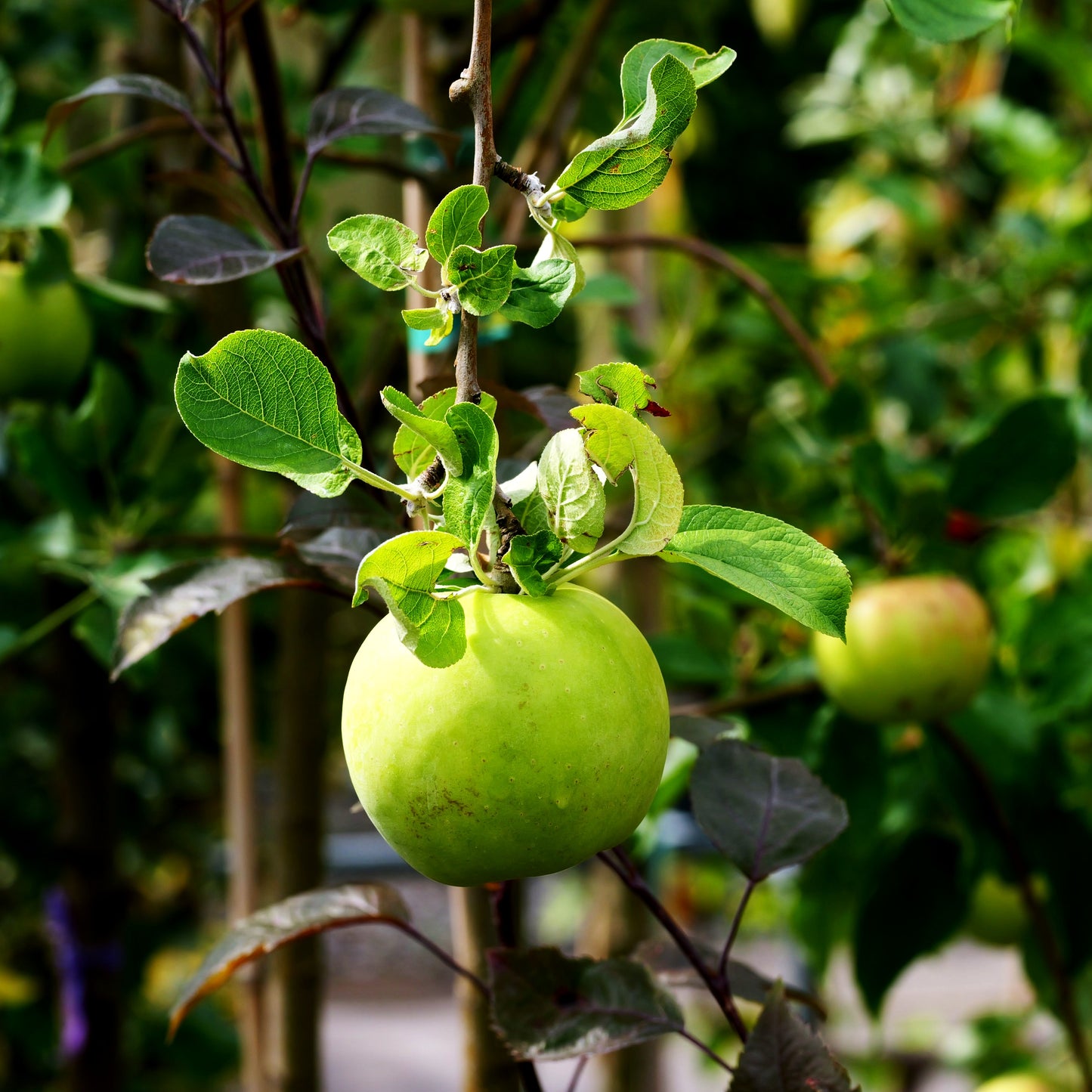 Apfel 'Seestermüher Zitronenapfel' (Malus)