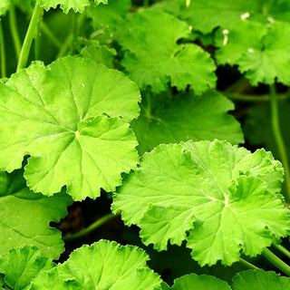 Apfelduft-Pelargonie (Pelargonium odoratissimum)